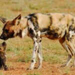 6-Day Private Tanzania Safari - What’s Included and What’s Not