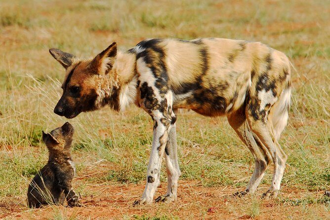 6-Day Private Tanzania Safari - What’s Included and What’s Not