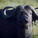 6-Day Samburu, Lake Nakuru, and Masai Mara Safari - Practical Details and Insights