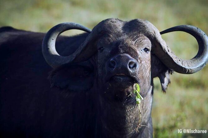 6-Day Samburu, Lake Nakuru, and Masai Mara Safari - Practical Details and Insights