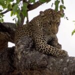 6 Day Selous Game reserve and Kilwa Beach+Snorkeling+Boat safari+Historical site - What Travelers Can Expect from This Tour