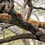 6 Day Serengeti wildebeest migration Camping Safari - What It Means for You as a Traveler