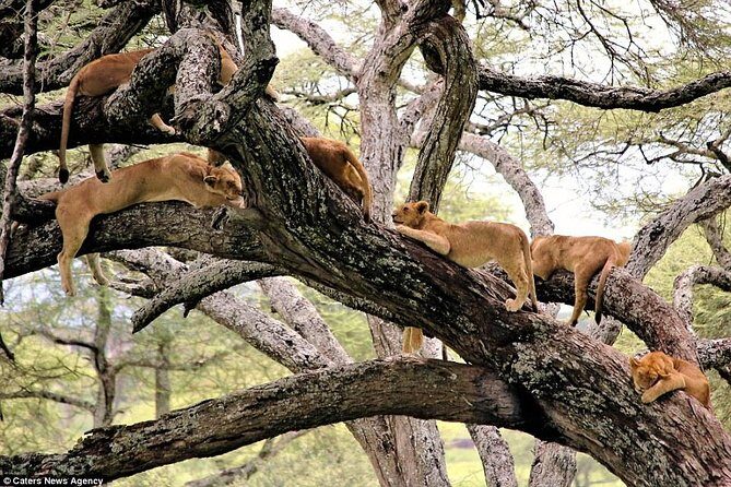 6 Day Serengeti wildebeest migration Camping Safari - What It Means for You as a Traveler