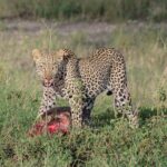 6-Day Tanzania Adventures Safaris - Group Joining Camping Safaris - An In-Depth Look at the 6-Day Tanzania Safari