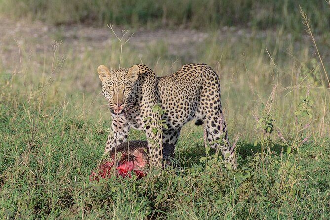 6-Day Tanzania Adventures Safaris - Group Joining Camping Safaris - An In-Depth Look at the 6-Day Tanzania Safari
