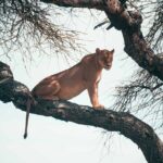 6-Day Tanzania Safari Experience  Midrange - Itinerary Breakdown: What to Expect