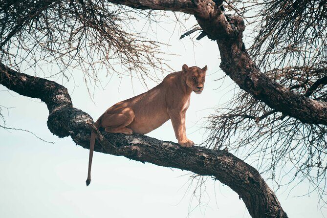 6-Day Tanzania Safari Experience  Midrange - Itinerary Breakdown: What to Expect