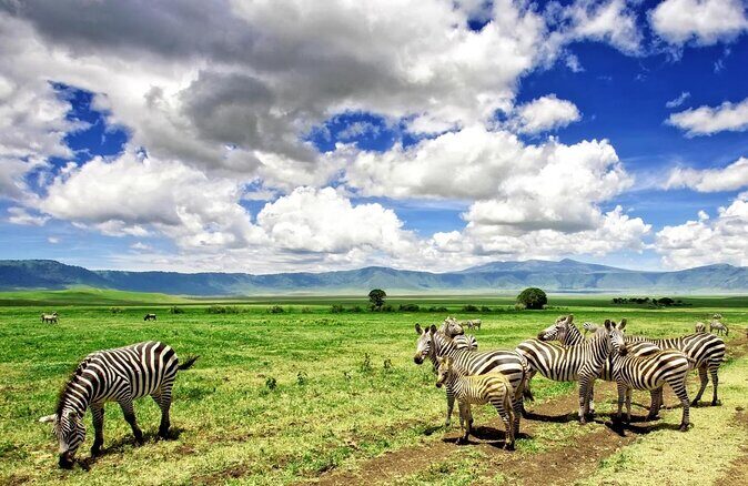 6 -Day Tarangire, Manyara, Serengeti & Ngorongoro - What Makes This Tour Stand Out?