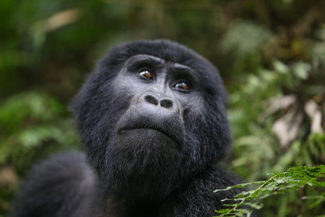 6-Day Uganda Gorilla Adventure (Fly-in) - What We Love About This Tour