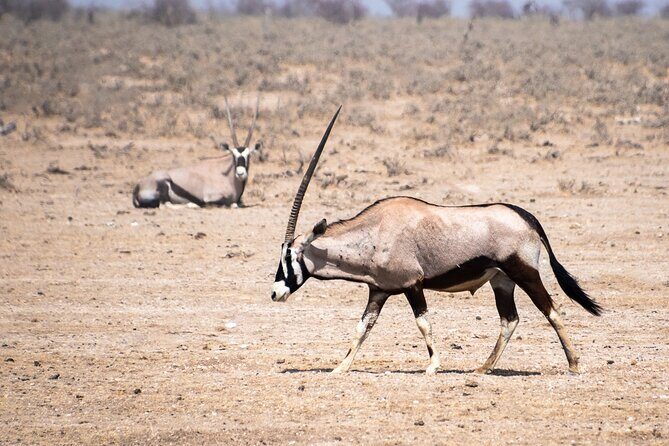6- Day Wildlife, Oceans & Dunes - What Travelers Can Expect