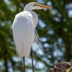 6 Days 5 Night Safari - The Value of the Tour