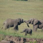 6 Days /5 Nights Adventure in Masai Mara,Lake Nakuru, Amboseli - Practical Aspects & Value