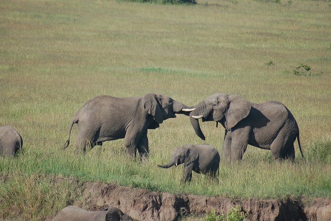6 Days /5 Nights Adventure in Masai Mara,Lake Nakuru, Amboseli - Practical Aspects & Value