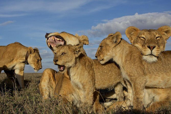 6 Days / 5 Nights Join group safari - What the Experience Feels Like