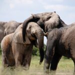6 Days Amboseli, Lake Naivasha and Masai Mara Adventure - Day 3: From Amboseli to Lake Naivasha