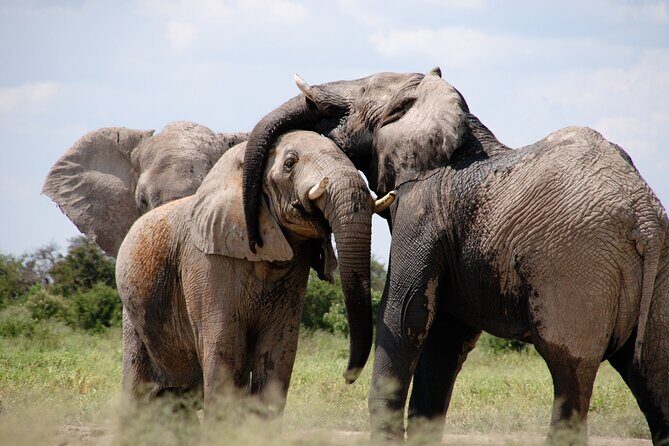 6 Days Amboseli, Lake Naivasha and Masai Mara Adventure - Day 3: From Amboseli to Lake Naivasha