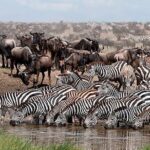 6 Days Amboseli, Nakuru Masai Mara Safari - What Makes This Tour Stand Out?