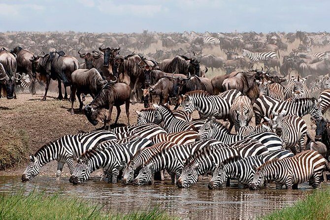 6 Days Amboseli, Nakuru Masai Mara Safari - What Makes This Tour Stand Out?