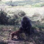 6 Days best of kenya safaris Maasai Mara-Lake Nakuru Amboseli National Park - Who Should Consider This Tour?