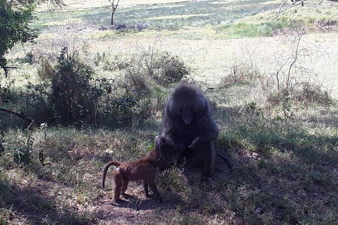 6 Days best of kenya safaris Maasai Mara-Lake Nakuru Amboseli National Park - Who Should Consider This Tour?