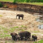 6 Days - Best of Nothern Parks Safari - Why This Tour Works for You