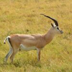 6 Days Big Five Tanzania Safari - The Itinerary Breakdown
