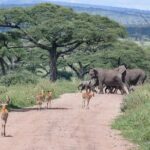 6 Days Budget Tour in Tarangire, Serengeti ,Ngorongoro and Manyara - Practical Aspects and What to Expect