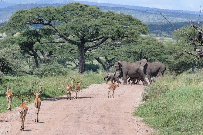 6 Days Budget Tour in Tarangire, Serengeti ,Ngorongoro and Manyara - Practical Aspects and What to Expect