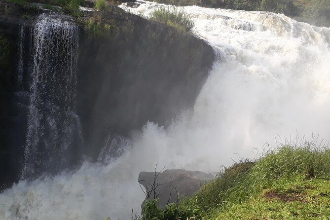 6 Days Chimps, Gorillas & Murchison Falls Africa's Big Five Experience Safari - The Experience: What Travelers Say