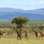 6 Days Group Multi Day Tour Masai Mara Lake Nakuru and Amboseli - The Itinerary Breakdown