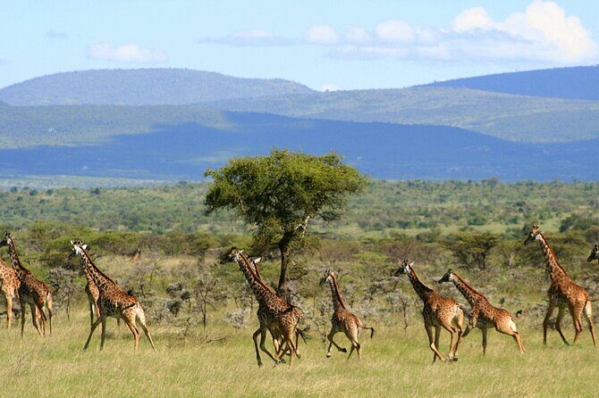 6 Days Group Multi Day Tour Masai Mara Lake Nakuru and Amboseli - The Itinerary Breakdown