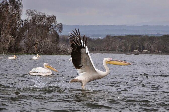 6 days guided safari: nairobi / lake nakuru / lake naivasha / masai mara n r - Transportation and Accommodation