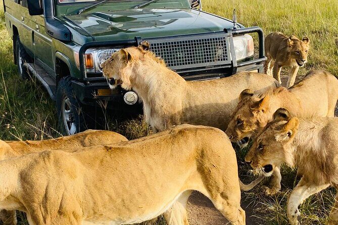 6 Days Kenya Budget Group Safari - Practical Aspects and Value