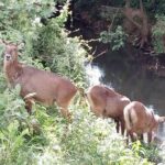 6 Days Kenya Classic Safari - The Itinerary: What Makes Each Stop Special