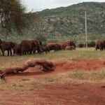 6 Days Kenya Masai Mara,Lake Nakuru & Amboseli Wildlife Safari - Who Is This Tour Best Suited For?