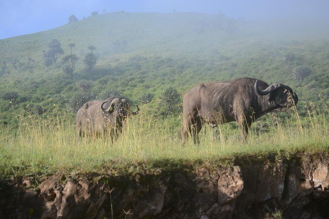 6 Days lodge &camping tour Serengeti ,Tarangire ,Ngorongoro Crater and Manyara - Practical Details and Tips