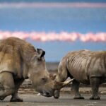 6 Days Lodge & Tented Camp Luxury - The Serengeti Trail & Tarangire - Transportation & Comfort: What You’ll Experience