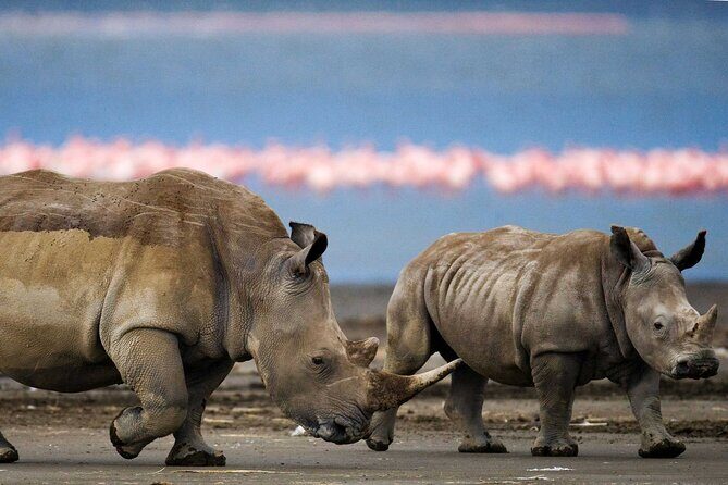 6 Days Lodge & Tented Camp Luxury - The Serengeti Trail & Tarangire - Transportation & Comfort: What You’ll Experience