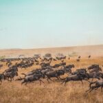 6 Days Luxury Migration Safari-Northern Tanzania - Exploring the Itinerary: What You Can Expect