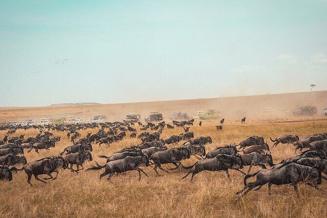 6 Days Luxury Migration Safari-Northern Tanzania - Exploring the Itinerary: What You Can Expect