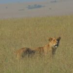 6 Days Maasai Mara/Nakuru/Amboseli Group Safari - Transportation, Group Size, and Overall Value