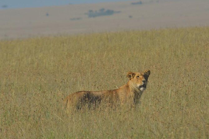 6 Days Maasai Mara/Nakuru/Amboseli Group Safari - Transportation, Group Size, and Overall Value