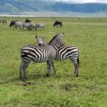 6 Days Mara River Crossing - The Great Migration - Practical Aspects: What to Expect