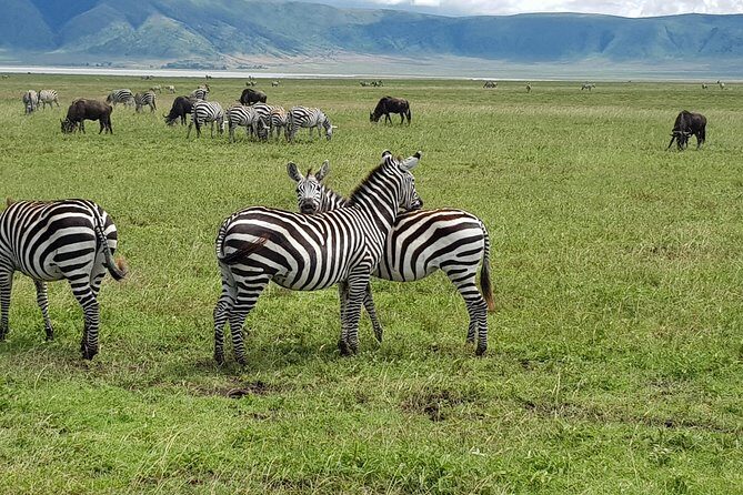 6 Days Mara River Crossing - The Great Migration - Practical Aspects: What to Expect