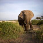 6 Days Masai Mara, Lake Nakuru & Amboseli-Ultimate Kenyan Safari - Final Thoughts: Who Will Love This Safari?