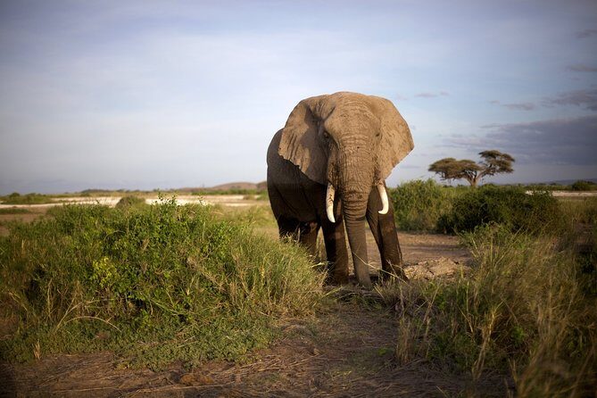 6 Days Masai Mara, Lake Nakuru & Amboseli-Ultimate Kenyan Safari - Final Thoughts: Who Will Love This Safari?
