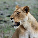 6 Days Masai Mara, Lake Nakuru and Amboseli Budget Group Safari - Practical Tips and Considerations