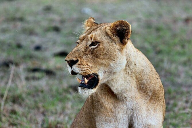 6 Days Masai Mara, Lake Nakuru and Amboseli Budget Group Safari - Practical Tips and Considerations
