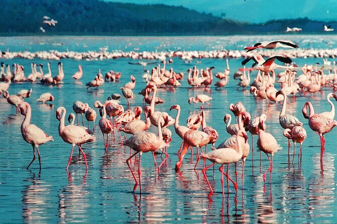6-Days Masai Mara, Nakuru & Amboseli Group Safari on Landcruiser - The Value of This Safari Experience
