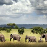 6 Days Mid-Range Tanzania Safari - The Itinerary Breakdown: What to Expect Each Day